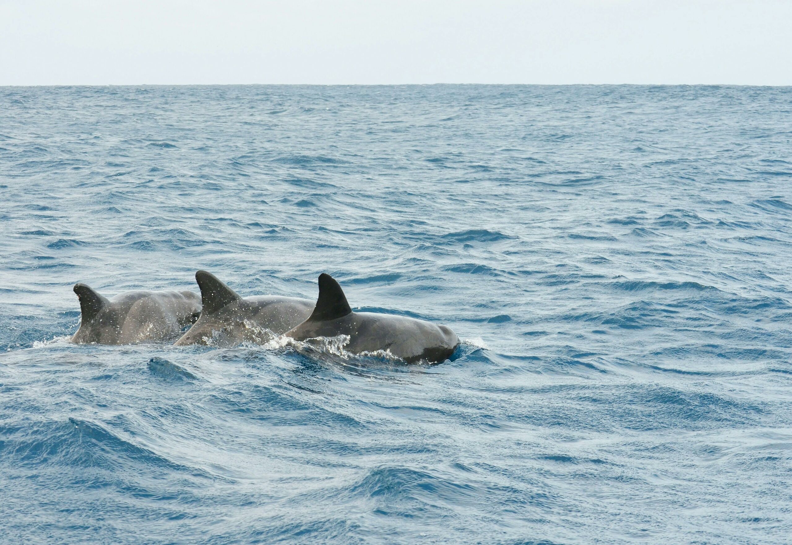 cetaceos tenerife en alta mar nadando aleta superior